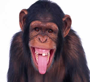 affe3 gr