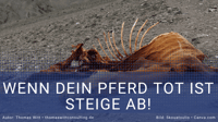 Auch im Möbelhandel gilt: Wenn dein Pferd tot ist - steige ab!